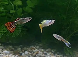 Reticulate: Guppy / Millionfish - 3 males