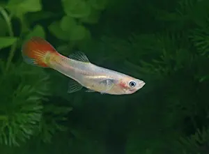 Reticulate: Guppy / Millionfish - female