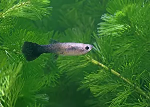 Reticulate: Guppy / Millionfish - female