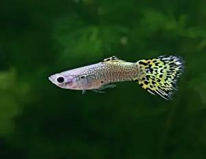 Reticulate: Guppy / Millionfish - lemon snakeskin male