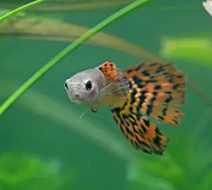 Reticulate: Guppy / Millionfish - male