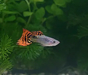 Reticulate: Guppy / Millionfish - male