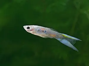 Reticulate: Guppy / Millionfish - male