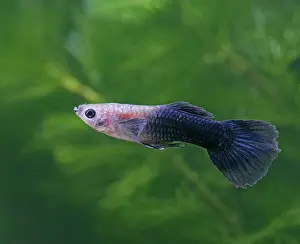Reticulate: Guppy / Millionfish - male