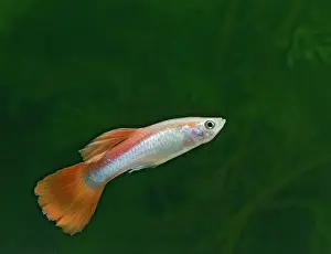 Reticulate: Guppy / Millionfish - male