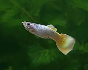 Reticulate: Guppy / Millionfish - male