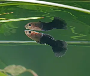 Reticulate: Guppy / Millionfish - male with reflection