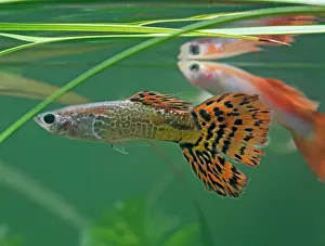 Reticulate: Guppy / Millionfish - males