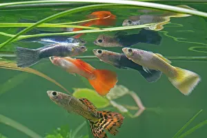 Reticulate: Guppy / Millionfish - males with reflections
