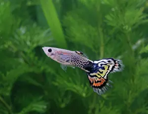Reticulate: Guppy / Millionfish - metallic peacock male