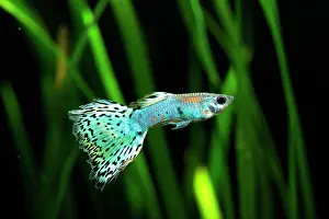 Guppy: Guppy (Poecilia reticulata) Calico blue pink male