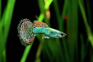 Mosaic: Guppy (Poecilia reticulata) Dragon mosaic male