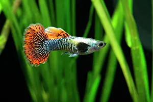 Mosaic: Guppy (Poecilia reticulata) Dragon mosaic male