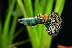 Mosaic: Guppy (Poecilia reticulata) Dragon mosaic male