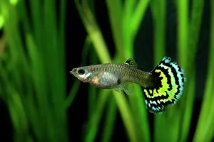 Guppy: Guppy (Poecilia reticulata) Tiger female profil