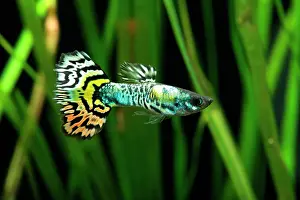 Guppy: Guppy (Poecilia reticulata) Tiger male profil
