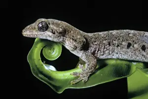 Geckos: Guppy's Gecko