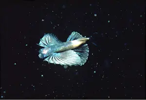 Gurnards: Gurnard / Flying Fish - young