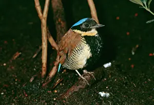 Pitta: GurneyIs PITTA
