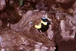 Burma: GURNEYS PITTA - male