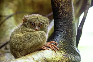 Shade: Gursky's spectral tarsier (Tarsius spectrumgursk