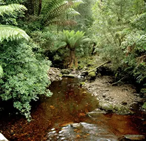 Northwestern: Guthries Creek in rainforest. Tarkine Wilderness