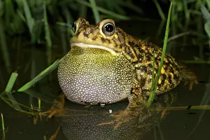 Gutturalis: Guttural Toad - male calling in water