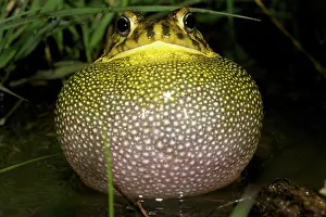 Gutturalis: Guttural Toad - male calling in water