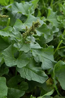 Cantal: Guy Laliere, naturopath botanist
Good-king-Henry