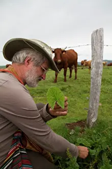 Cantal: Guy Laliere, naturopath botanist
Good-king-Henry