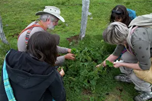 Cantal: Guy Laliere, naturopath botanist
Good-king-Henry