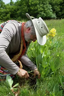 Cantal: Guy Laliere, naturopath botanist
The great yellow