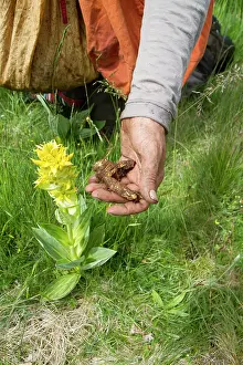 Cantal: Guy Laliere, naturopath botanist
The great yellow