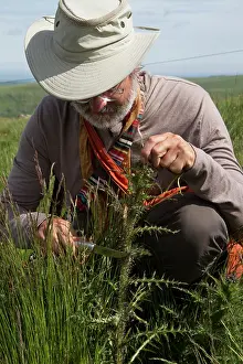 Cantal: Guy Laliere prepares the marsh thistle whose stem