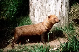 Bonnie Weisser: GUYANA BUSH DOG