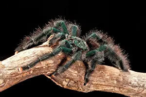 Avicularia: Guyana Pink Toe Tarantula, Avicularia avicularia