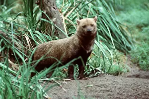 Bonnie Weisser: Guyana / South American Bush Dog