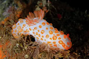 Gill: Gymnodoris Nudibranch