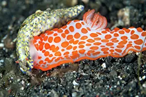 Infucata: Gymnodoris rubropapulosa (orange spots) is a predatory