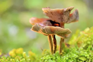 Spore: Gymnopilus