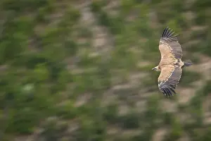 Verdon: Gyps fulvus