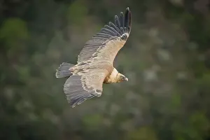 Verdon: Gyps fulvus