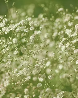 Breath: Gypsophila