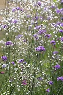 Verbena: Gypsophila
