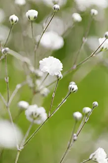 Breath: Gypsophila