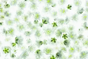 Breath: Gypsophila