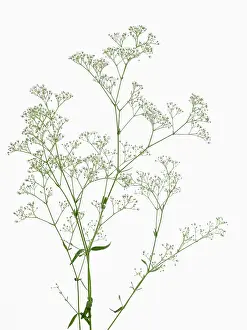Paniculata: Gypsophila