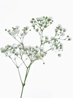 Paniculata: Gypsophila