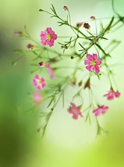 Gypsophila: Gypsophila
