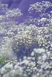 Marriage: Gypsophila